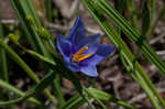 Prairie pleatleaf